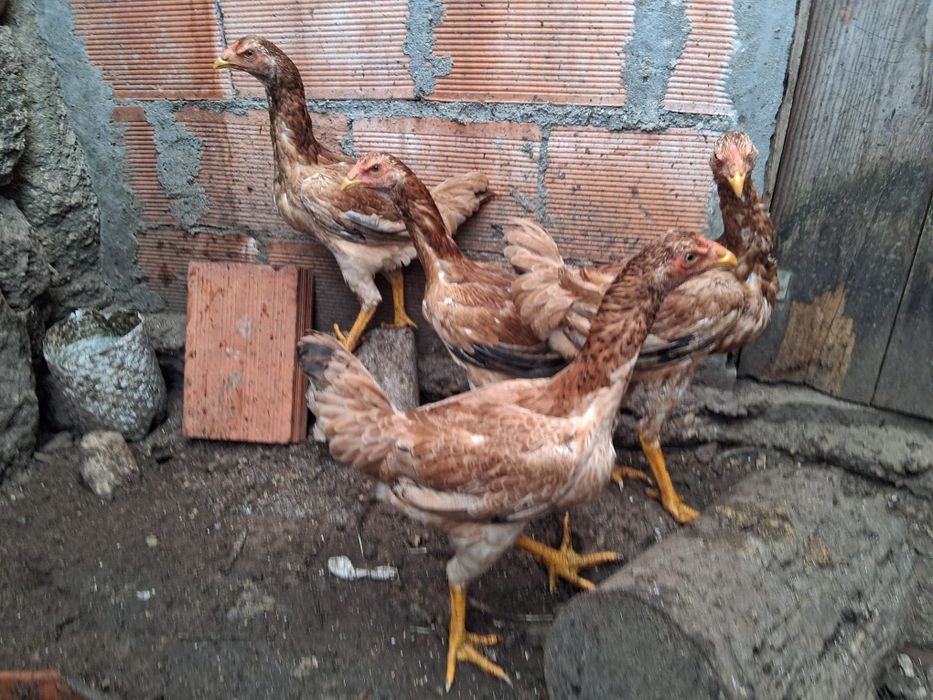 Galinhas Índio Gigante