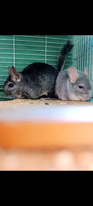 Szynszyle na sprzedaż