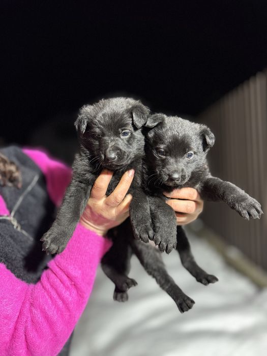 цуценя німецька вівчарка