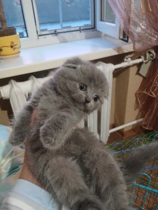 Шотландские веслоухие котята