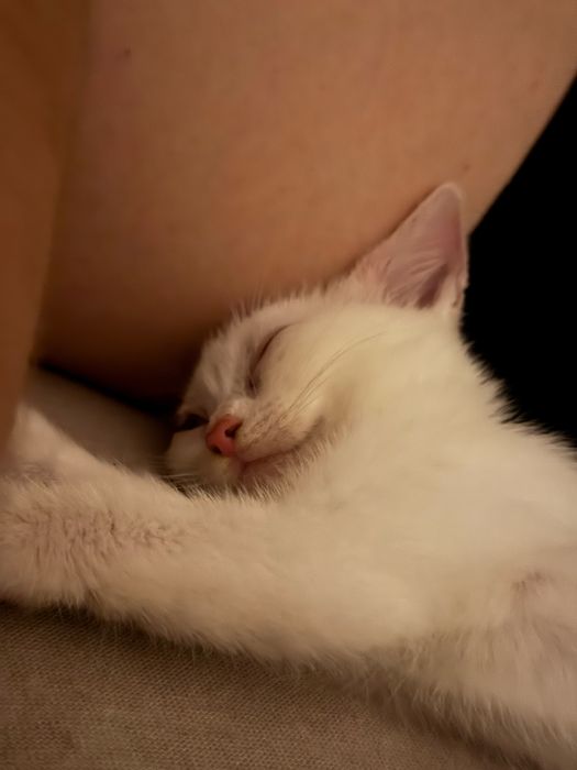 Кошеня в хороші руки