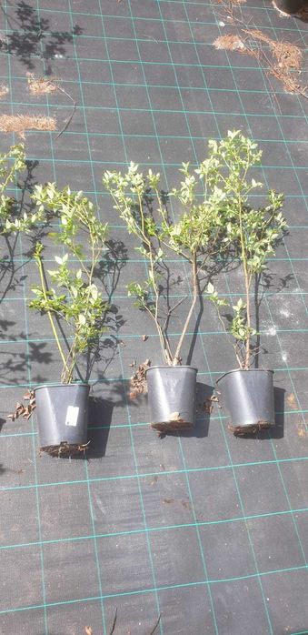 Borówka amerykańska Bluecrop Elliott 4 letnie WYPRZEDAŻ!