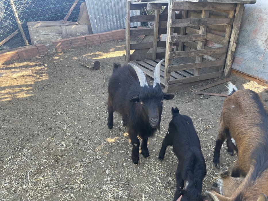 Cabras / bodes anãs