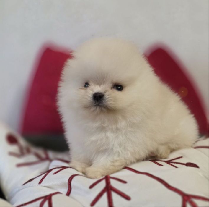 Мини девочка померанский шпиц