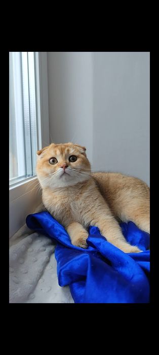 Шотландська золота шиншила прямовухі висловухі хлопчик дівчинка