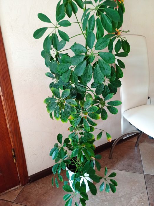 Шефлера декоративна  квітка