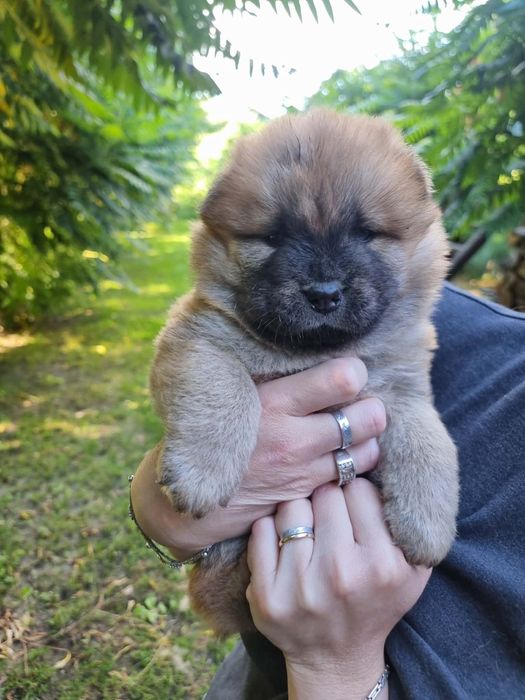Chow Chow Słodki Miś