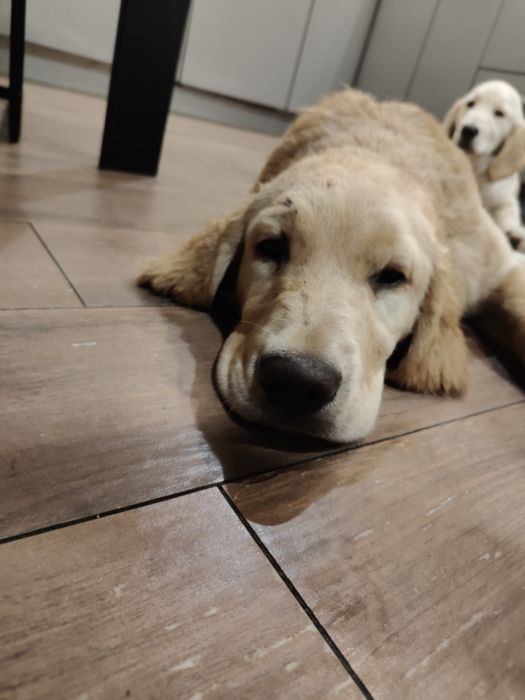 Golden Retriever piesek
