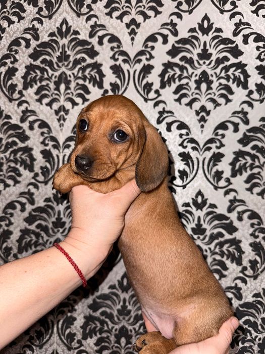 Дітки міні такси 3 хлопчика, 2 дівчинки