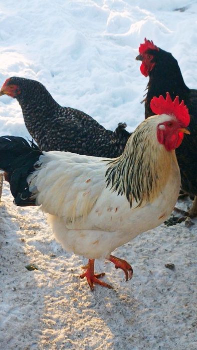 Продам молодих півників!