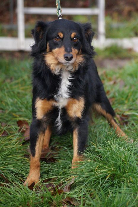 Mały i kochany Cedrik- pokochaj go