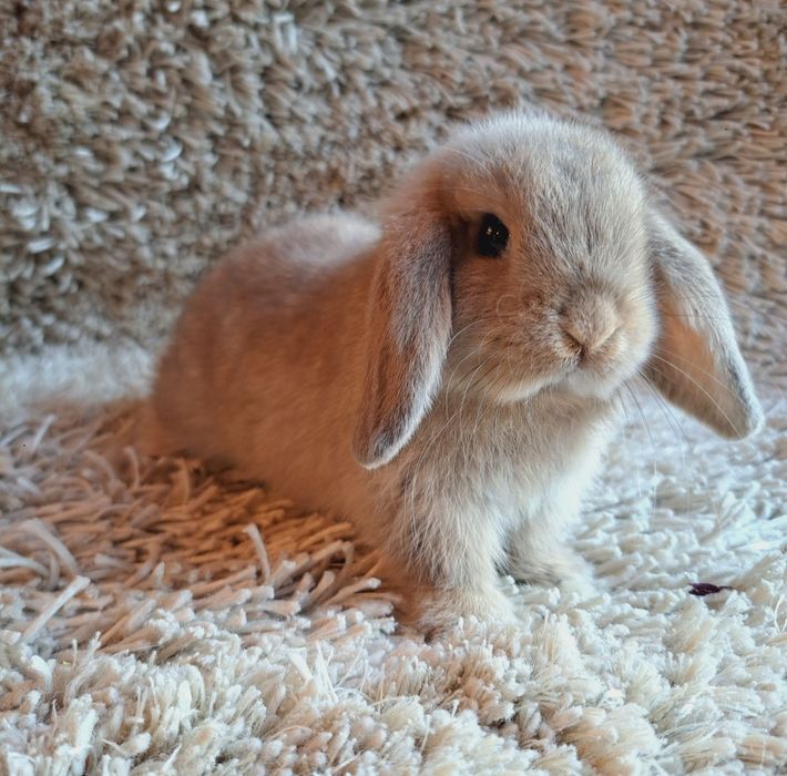 Mini Lip królik miniaturka domowy