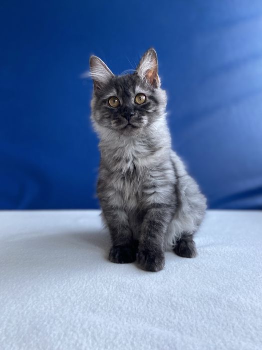 Курильський бобтейл кошенята