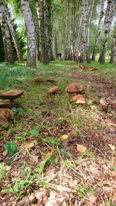 Dom w lesie  na wynajem  majówka, , wakacje , sauna. Leśniczówka, Jura