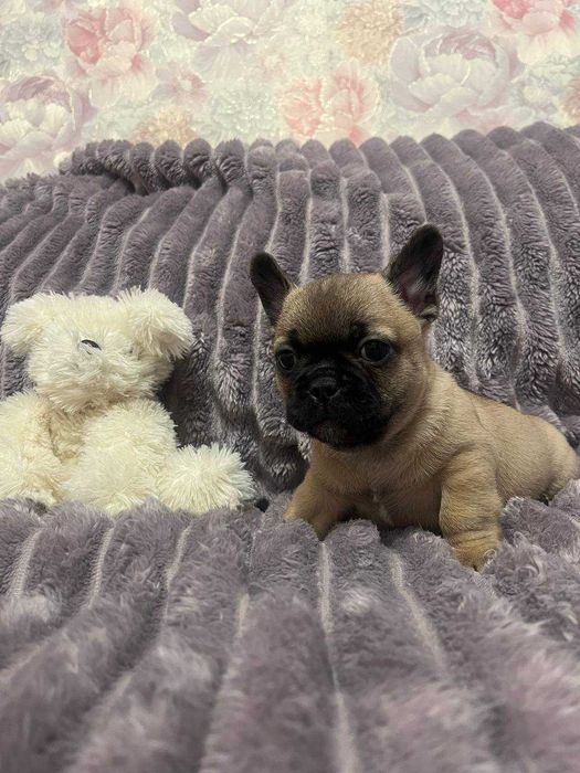 Житомир. Цуценя (хлопчик) міні французький бульдог