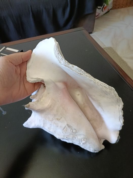 Concha aranha gigante