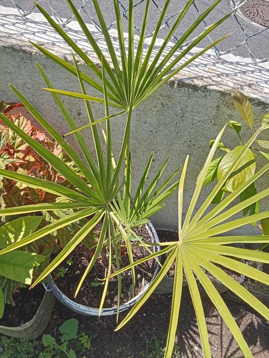 Palmeira planta exterior