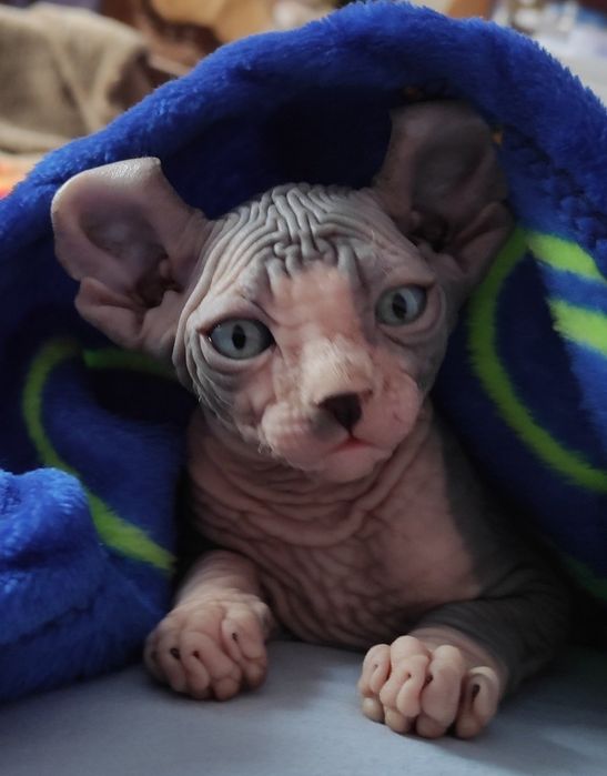 Продам котят канадский сфинкс