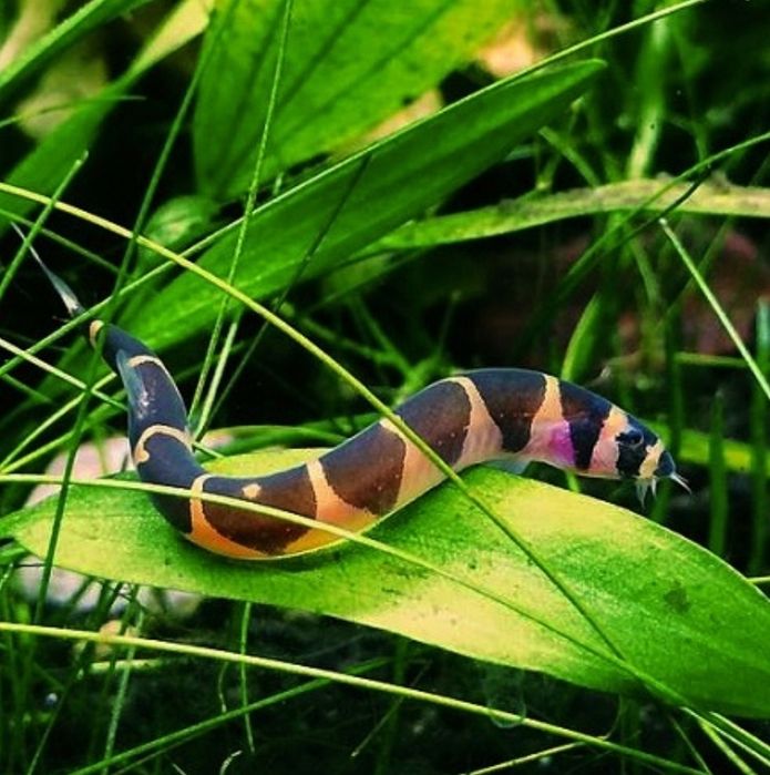 PISKOREK KUHLA, Rybki akwariowe