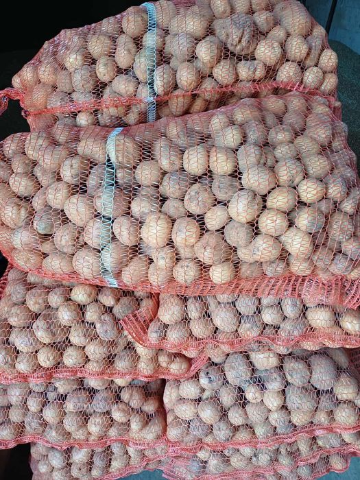 Ziemniaki odpadowe/paszowe