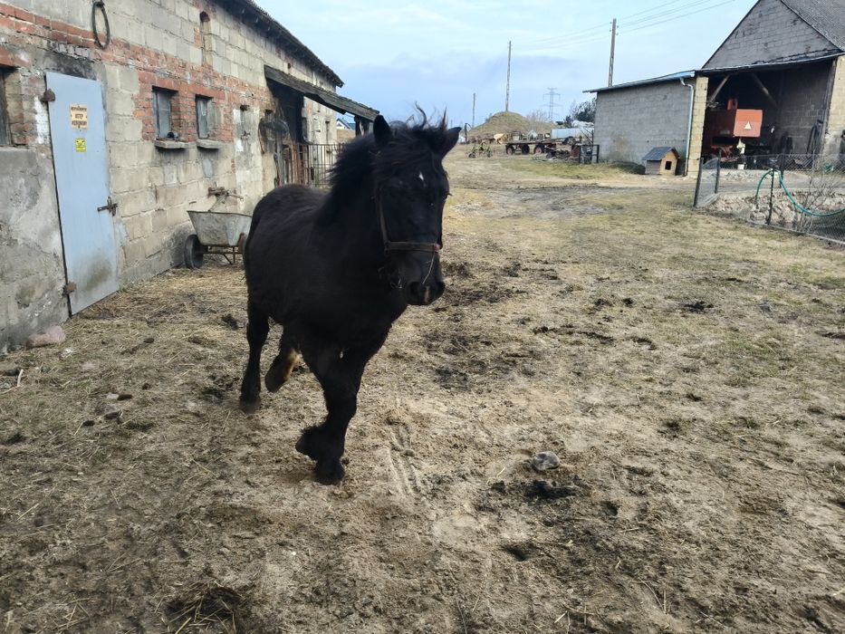 Koń klacz klaczka źrebak zamiana
