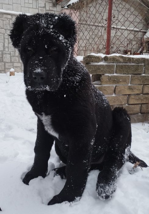 Щенки среднеазиатской овчарки