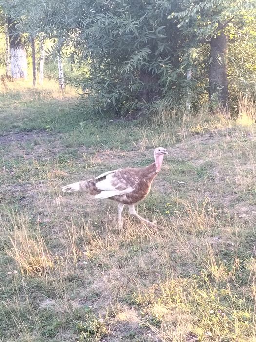 Продам домашніх індиків!