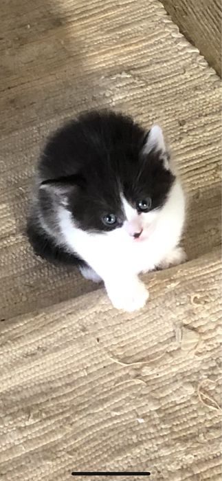 Котята 1,5 мес ангора