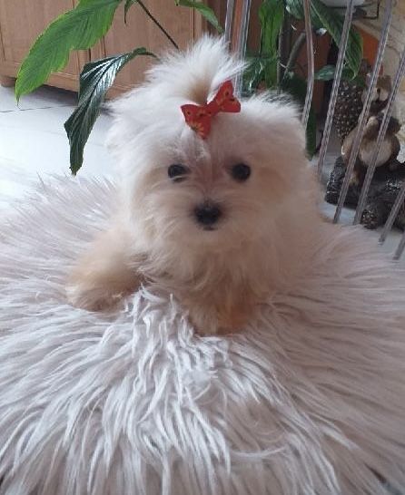 Piękny mini piesek maltańczyk