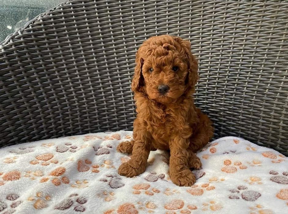 Хлопчик красунчік той пудель "