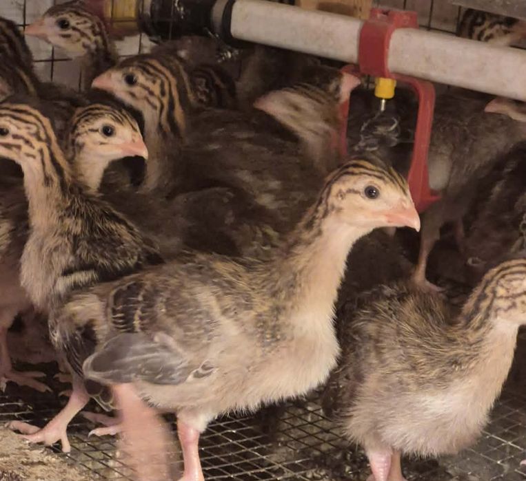 Kury, kaczki, perliczki, gęsi, brojler