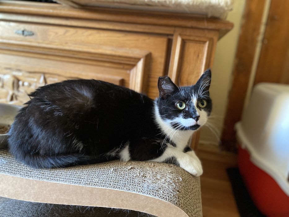 kotka LINKA szuka domu