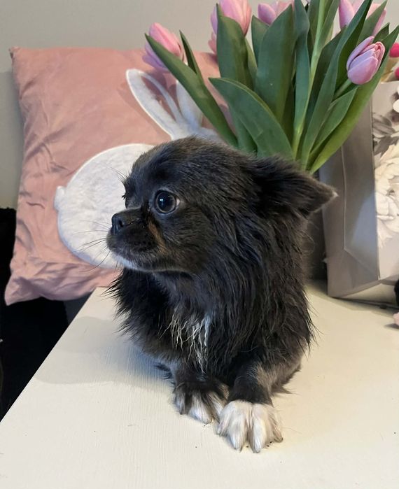 Piekny niebieski chłopczyk Zarezerwowany