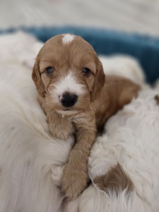 ***Cockapoo piekny szczeniak