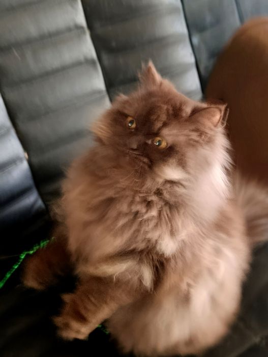 Шоколадний красунчик