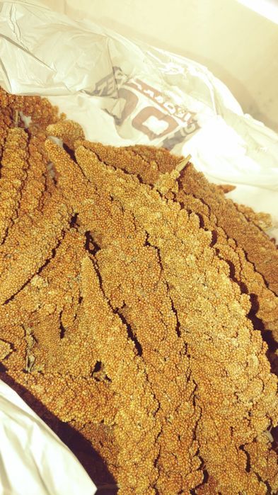 Чуміза для папуг і гризунів чумища колоски  корм для пташок волнистик