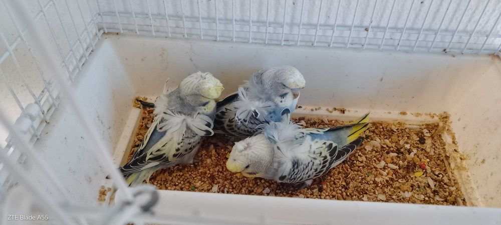 Piriquitos Australianos horgomos