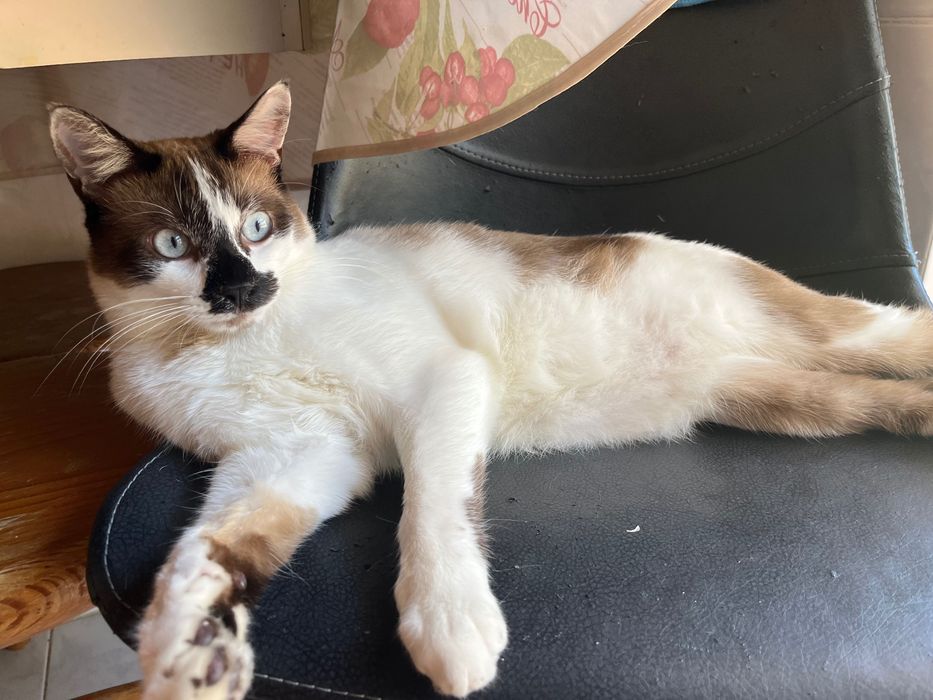 Doação de Gato responsável