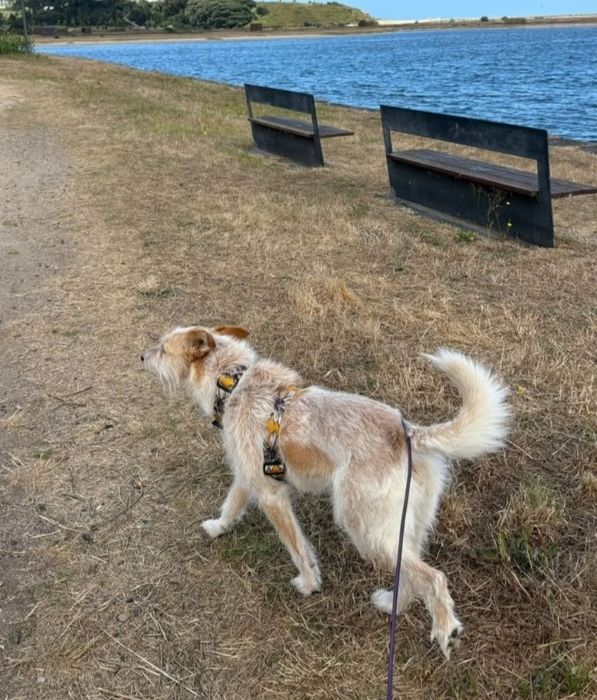 Marley  Adoção responsável