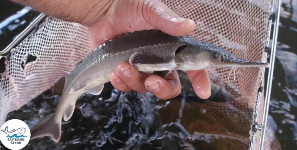 Narybek amura zarybianiestawu