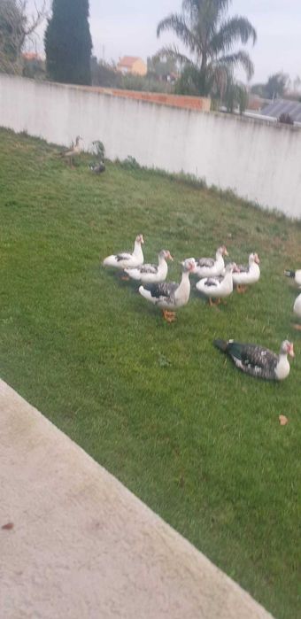 Patos Caseiros criados ao ar livre .