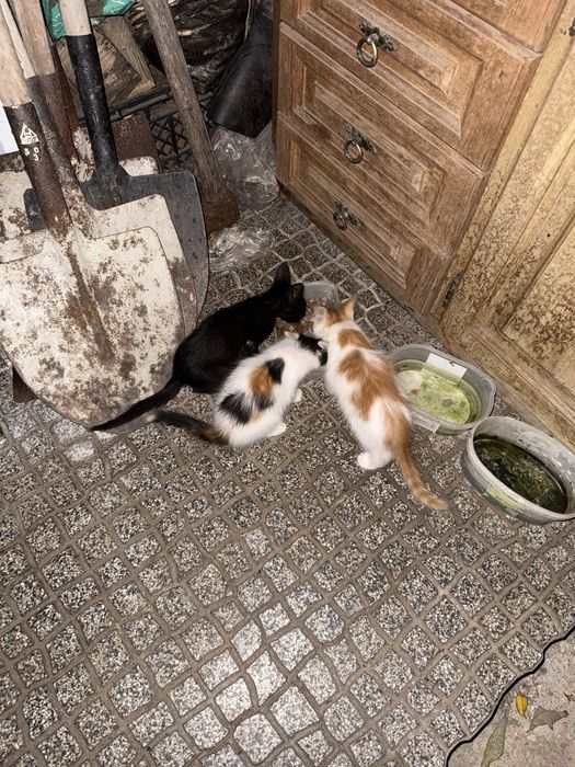 Dou Gatinhos - entrego em lisboa e arredores