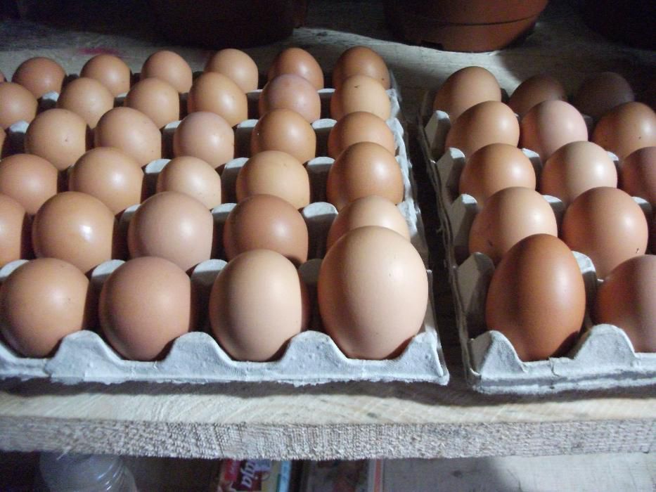 Jaja kurze wiejskie