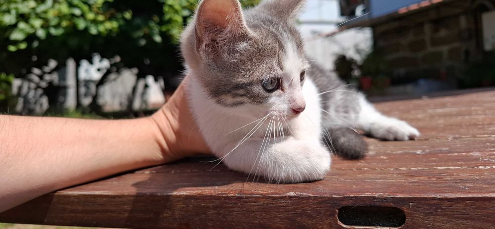 Gatinhos para adopção