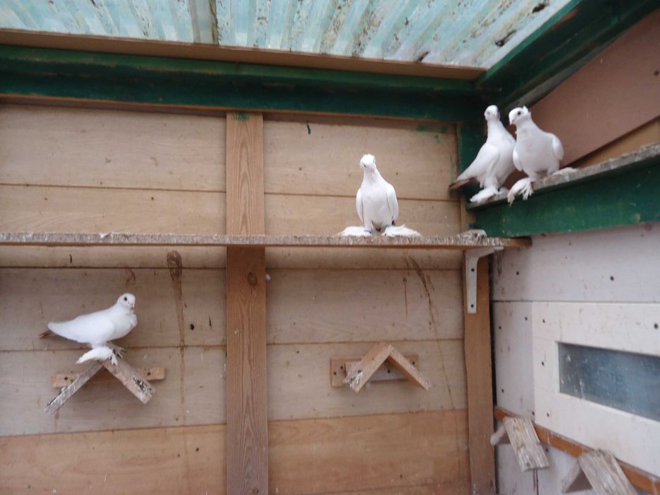 Dryiery czerwone, blauwindry i żałobnik perłowy