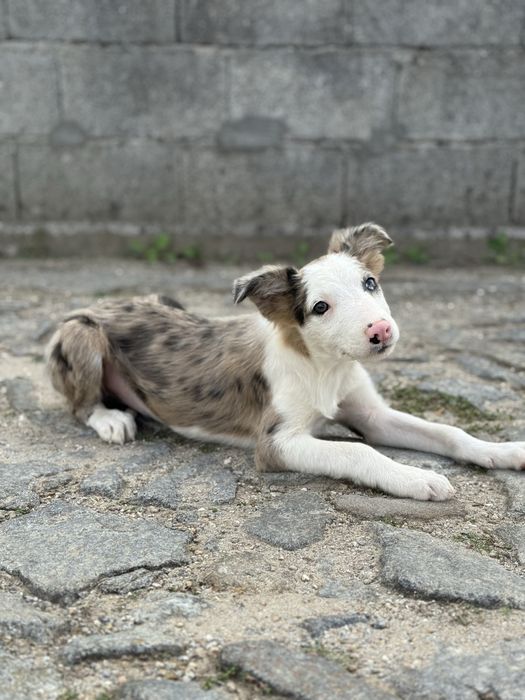 Border Collie merle