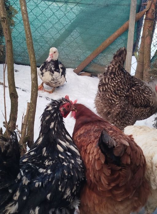 Jaja lęgowe kur niosek mix