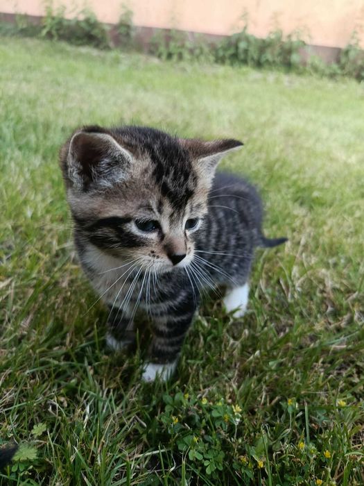 Oddam 2 kotki w dobre ręce Siedlce/ Radzyń Podlaski