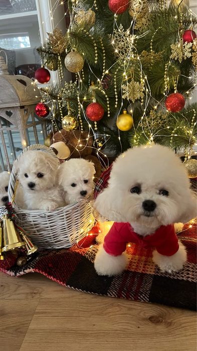 Продам міні бішон хлопчик