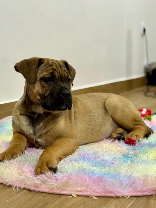 Cane corso fêmea